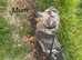 Beautiful kc registered miniature dachshunds
