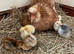 Broody hen with six chicks, Free cockerels