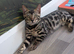Purebred Bengal kittens TICA registered in Essex