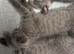 Beautiful Blue British Shorthair Kittens Ready Now