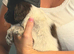 Sprocker spaniel puppies .