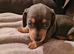 KC registered MINI DACHSHUND in dark grey
