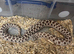 Pair of Hognose