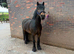 Beautiful registered fell pony