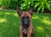 SHEPHERD PUPPIES FOR SALE