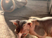 Beautiful TICA Registered Sphynx Girl