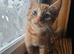 Beautiful Kittens
