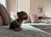 Miniature dachshund blue dapple female