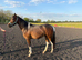 Minimally marked Filly