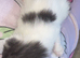 Male kitten