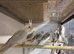 Whitefaced cockatiels