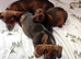 Dachshund puppies
