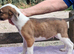 Well bred beautiful lurcher puppies