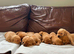 KC Fox Red Labradors
