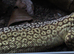 CB25 Yellow Ackie Monitors