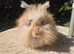 STUNNING MAXI FULL FACE ANGORA BABIES