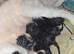 Black and white kittens