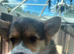 Cute corgi pups looking for forever homes