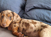 Minature dachshunds