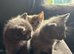 Part ragdoll kittens