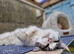 Maine coon for sale
