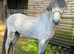 2 year old registered Welsh section b gelding