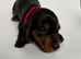 4 gorgeous miniature dachshund puppies