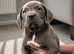 Pure Cane corso need rehoming ready to leave now