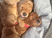 READY TO LEAVE FOR THEIR FOREVER HOMES REDUCED Exquisite Red Fox F1b Toy Cockapoo puppies looking for their forever homes