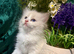 Pure-breed Ragdoll kittens