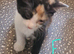 Multiple kittens available to go to their forever homes