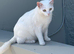 Two white male mixed Kittens