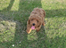 Cavapoo puppy