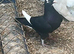 Mixed Variety Of Pigeons For Sale In Loughton