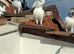 Budapest High Flyer Pigeons