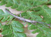 Nui Chua Stick Insects (Nuichua rabaeyae) Nymphs 5-10 Approx. Vietnamese