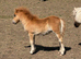 Registered miniature Shetland colt foals