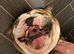 Eric the English Bulldog