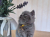 Purebreed British Shorthair kittens