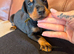 Beautiful family dobermanns *3 pups left *
