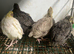 Japanese quails