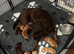 Beautiful Labrador puppies