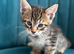 Bengal X Maine coon kittens