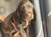 Beautiful Working x Show Cocker Spaniel Puppies – Home Raised, Ready for Their Forever Homes