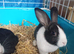 Dutch baby rabbits
