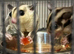 Baby girl and boy sugar gliders