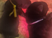 Chunky labrador puppies
