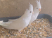 Ringnecks