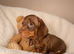 Miniature dachshund