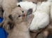 Ragdoll kittens